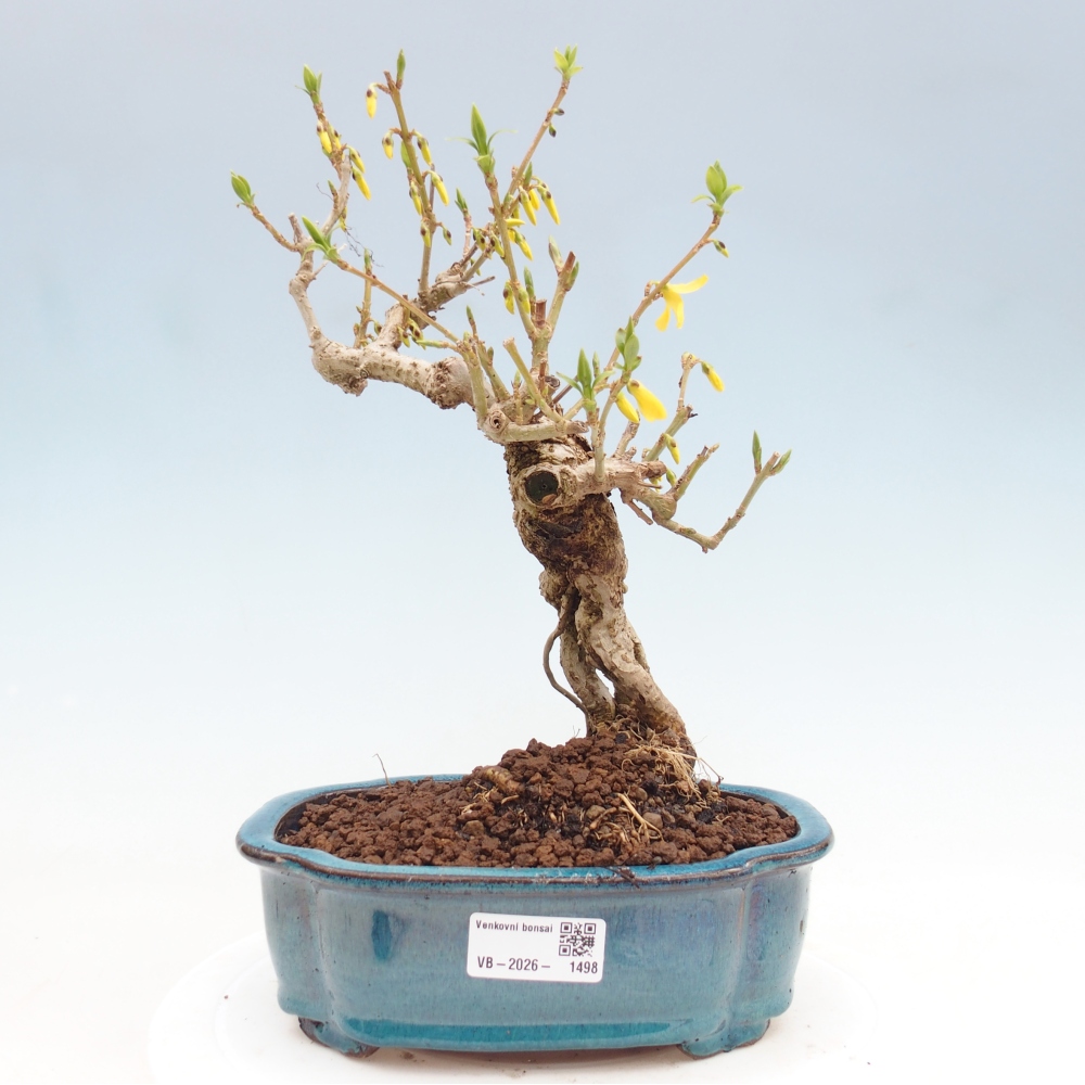 Bonsai für draußen - Zlatice - Forsythia koreana