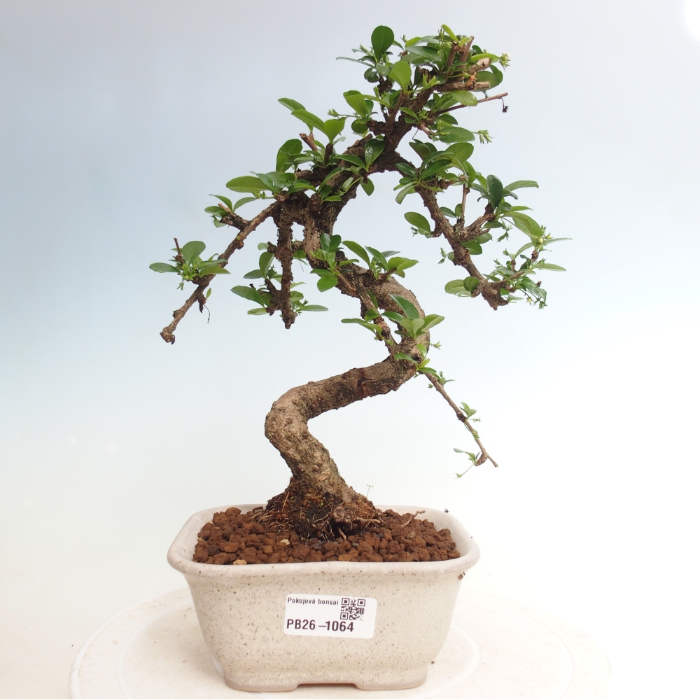 Zimmer-Bonsai - Carmona macrophylla - Tee-Fuki