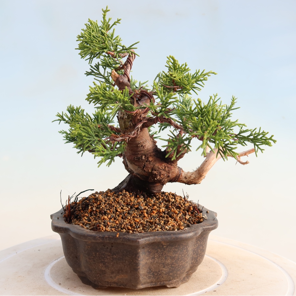Bonsai für draußen - Juniperus chinensis Itoigawa