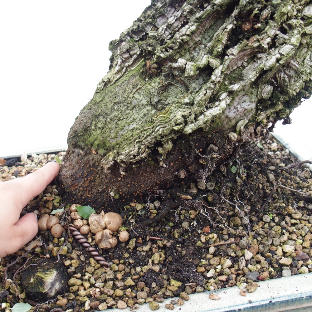 Freiland Bonsai Quercus suber - Korkeiche