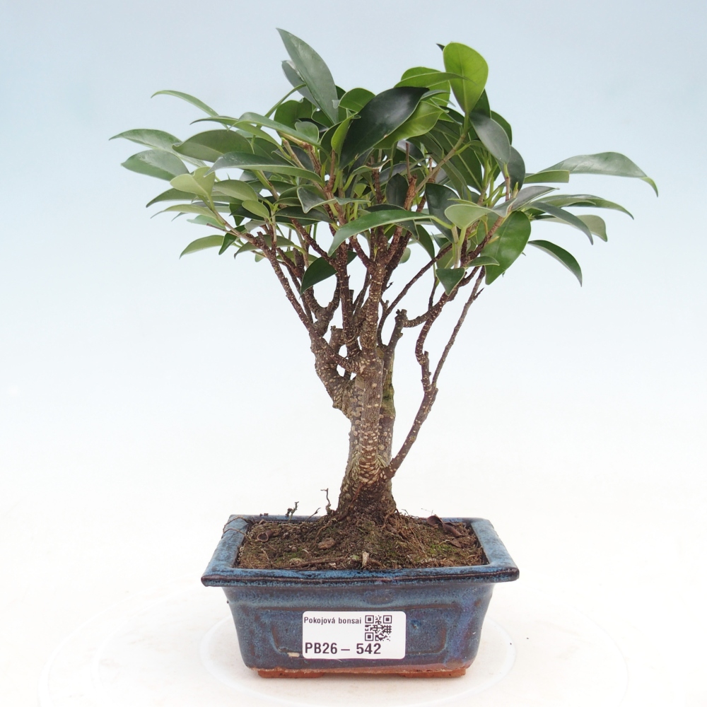 Zimmer Bonsai Ficus retusa kimmen