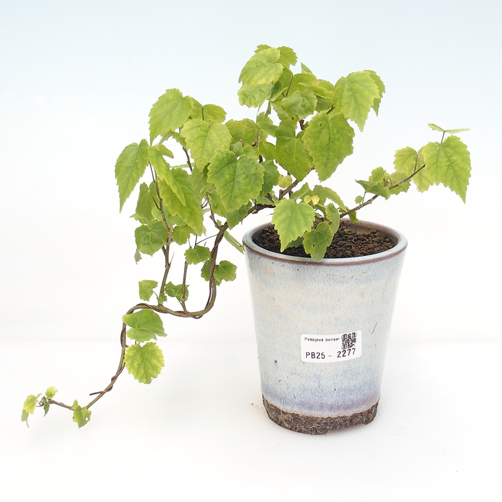Zimmerbonsai - Abutilon Big Bell - Moltebeere