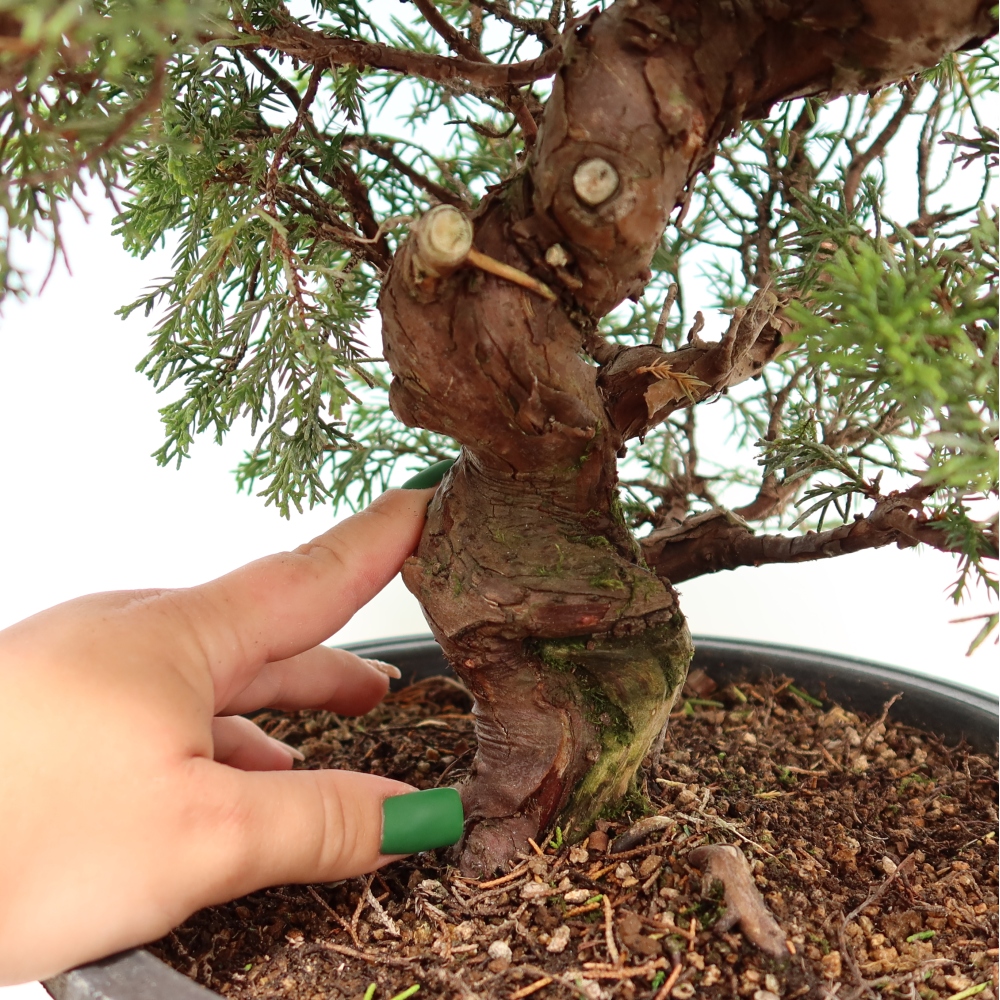 Bonsai für draußen - Juniperus chinensis Itoigawa-Juniperus chinensis