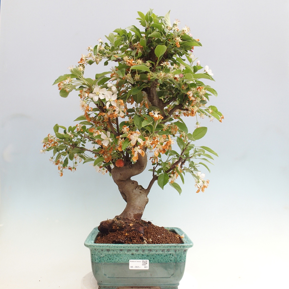 Outdoor-Bonsai -Malus halliana - Kleinfrüchtiger Apfelbaum