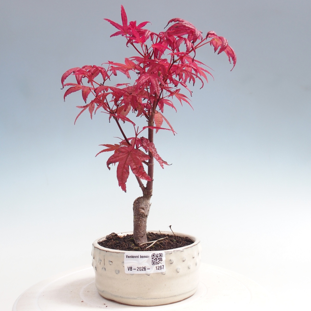 Bonsai für draußen - Acer palmatum DESHOJO