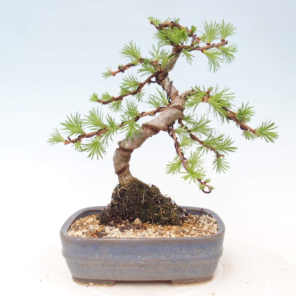 Bonsai für draußen - Larix Kaempferi - Japanische Lärche