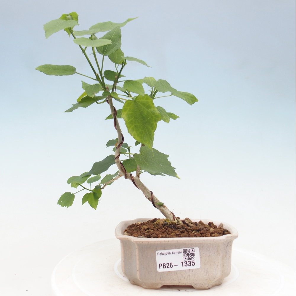 Zimmerbonsai - Malvaviscus arboreus