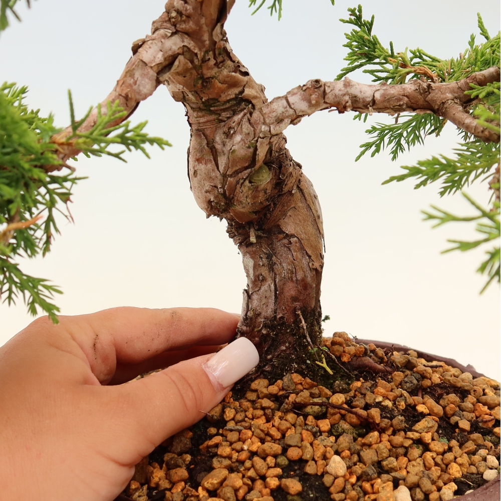 Bonsai für draußen - Juniperus chinensis Itoigawa