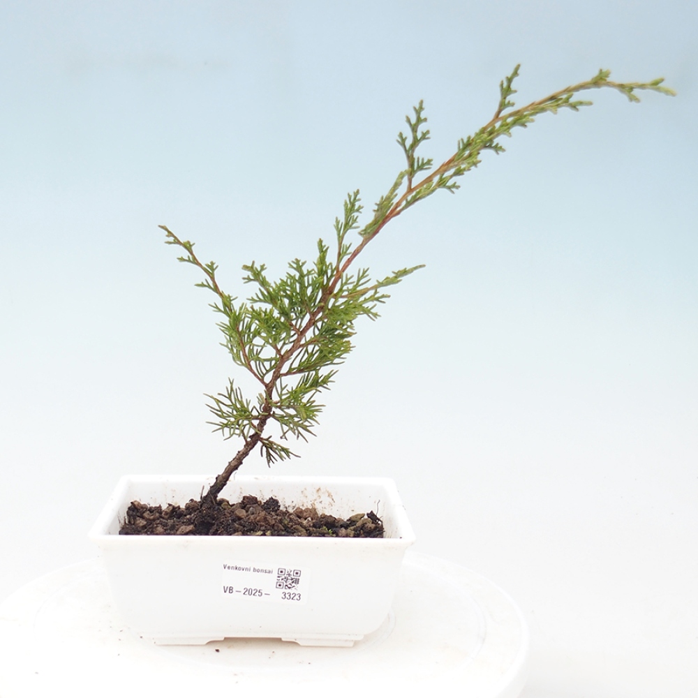 Bonsai für draußen - Juniperus chinensis Itoigawa