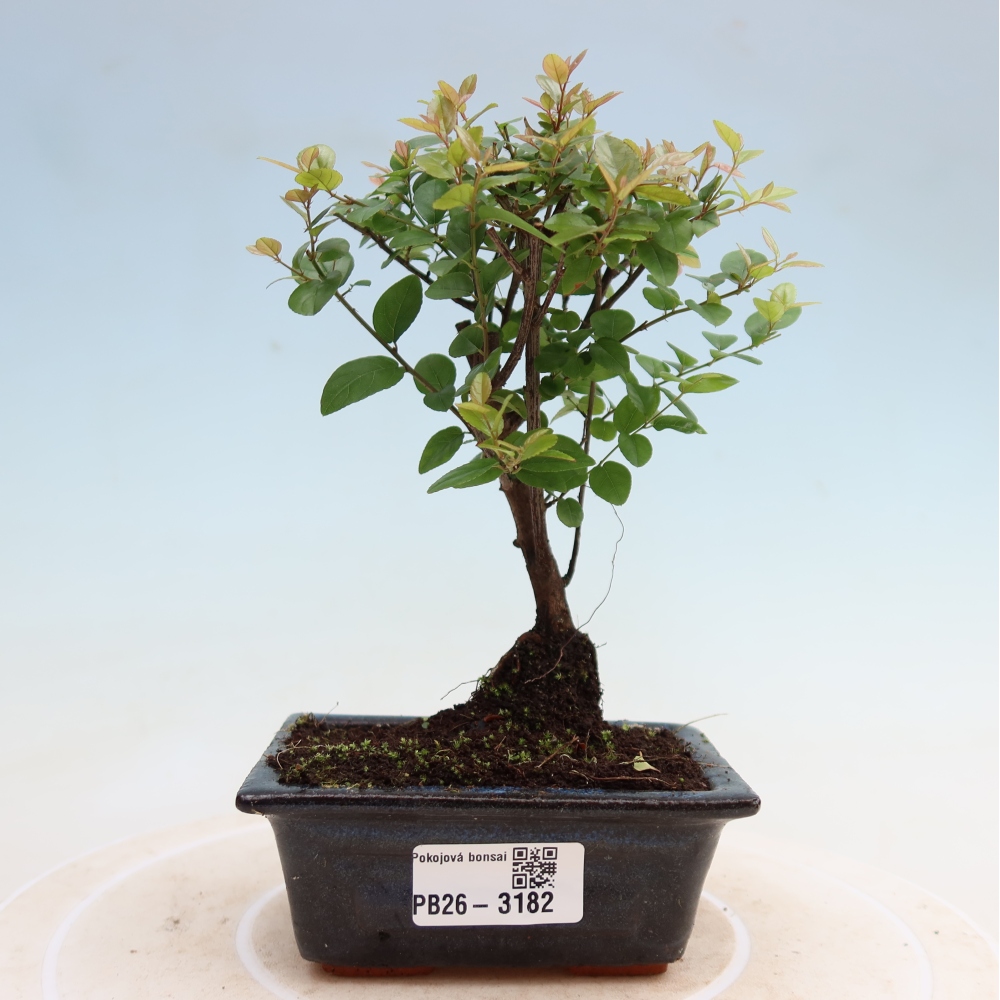 Zimmer Bonsai - Sageretia thea - Sageretia thea