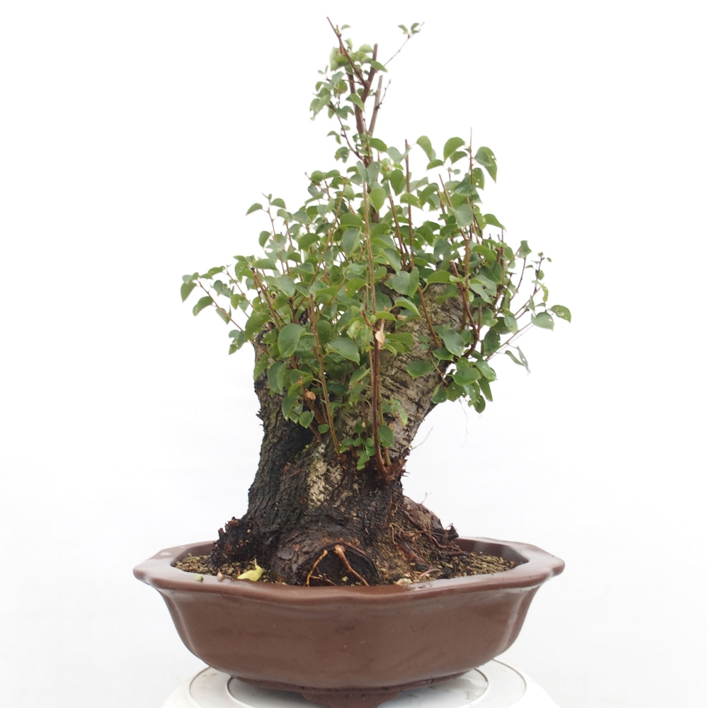 Bonsai für draußen - Mahalebka - Prunus mahaleb