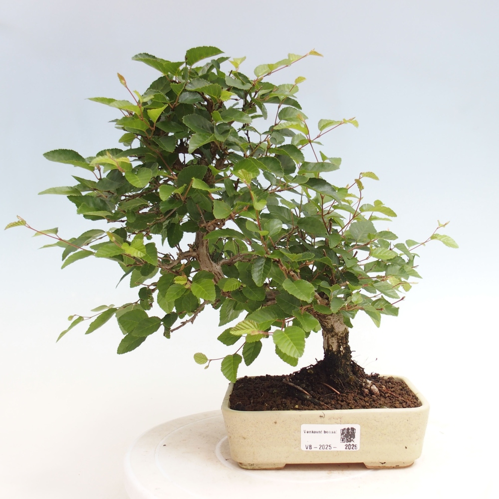 Bonsai für draußen -Carpinus CARPINOIDES - Koreanische Hainbuche