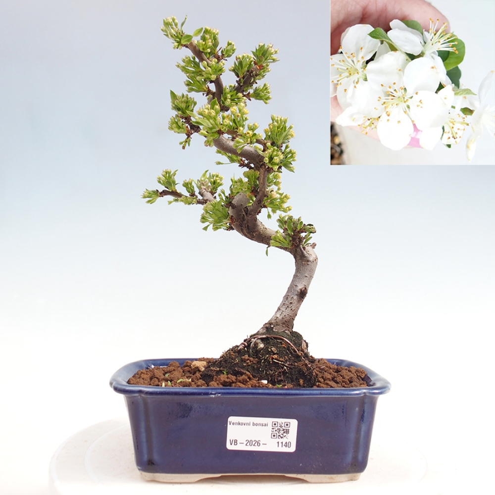 Outdoor Bonsai - Malus sargentii - Kleinfrüchtiger Apfelbaum