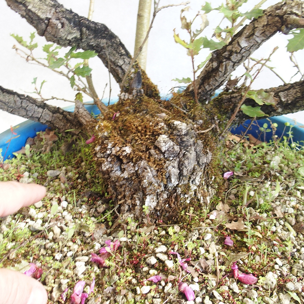 Außenbonsai Quercus Cerris - Eiche Cer