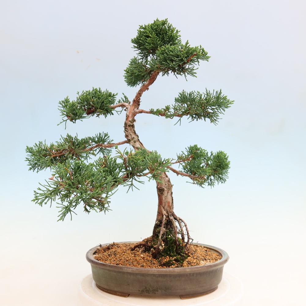 Bonsai für draußen - Juniperus chinensis Kishu