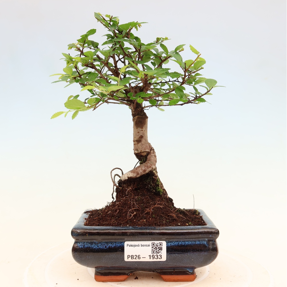 Zimmerbonsai - Ulmus parvifolia - Kleinblättrige Ulme