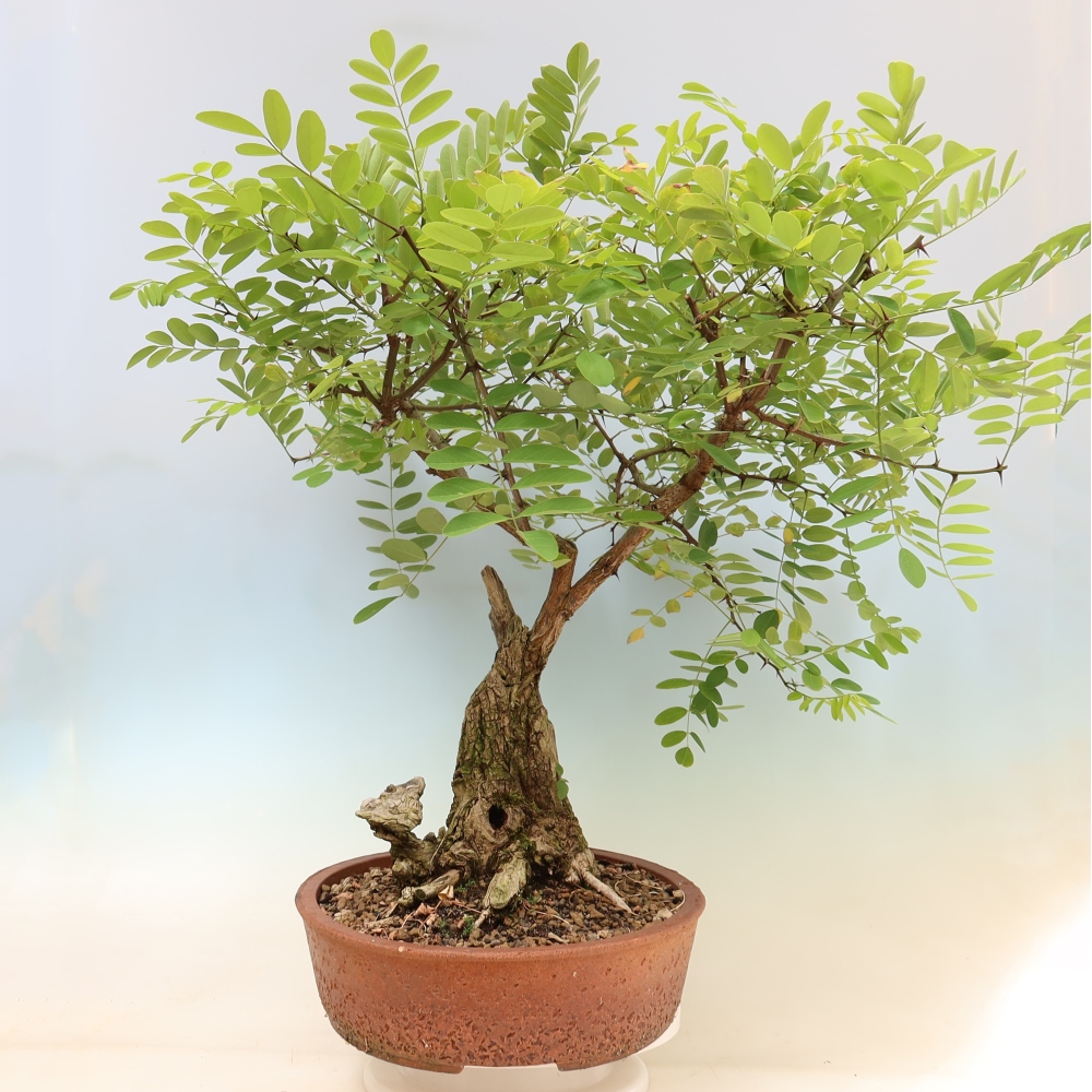 Bonsai für draußen - Dorn-Akazie - Robinia pseudoacacia