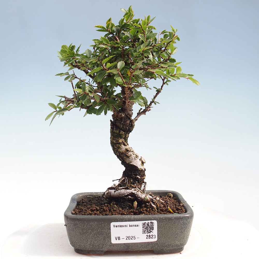 Bonsai für draußen - Zelkova - Zelkova NIRE