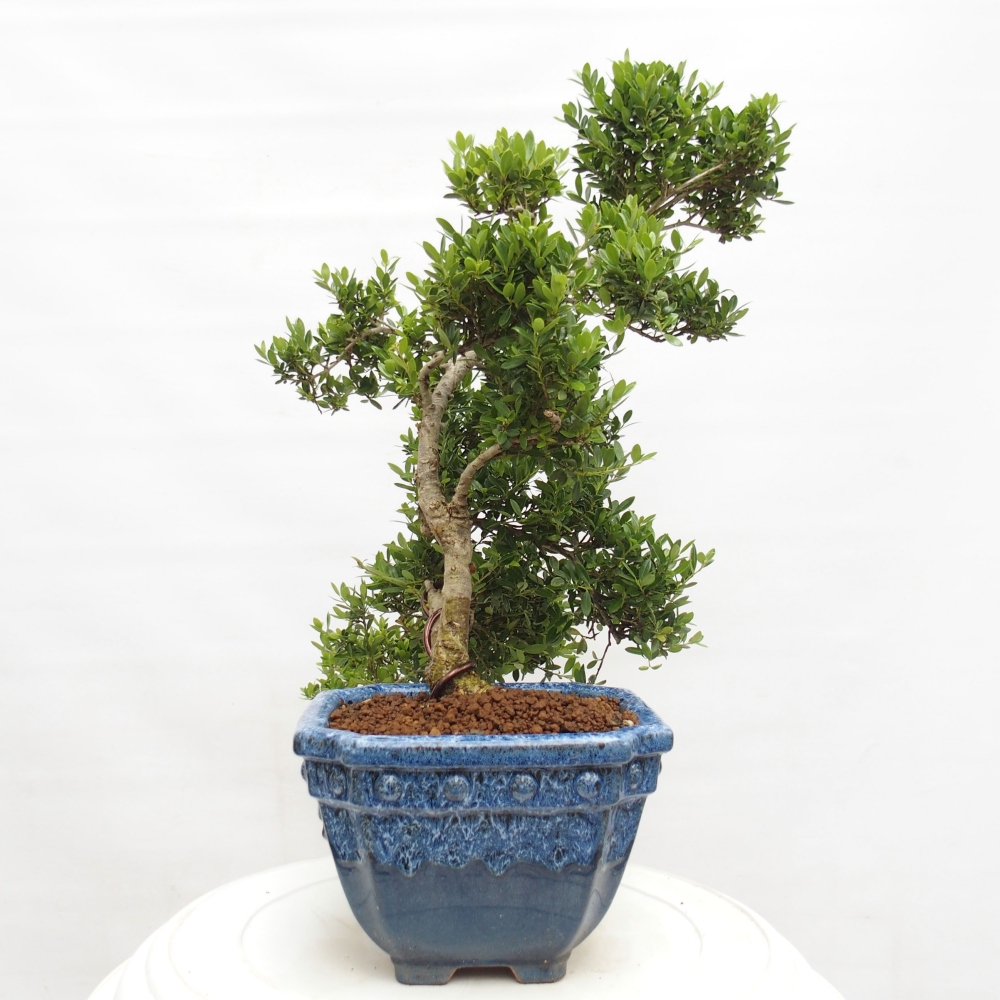 Zimmer Bonsai - Ilex crenata - Stechpalme