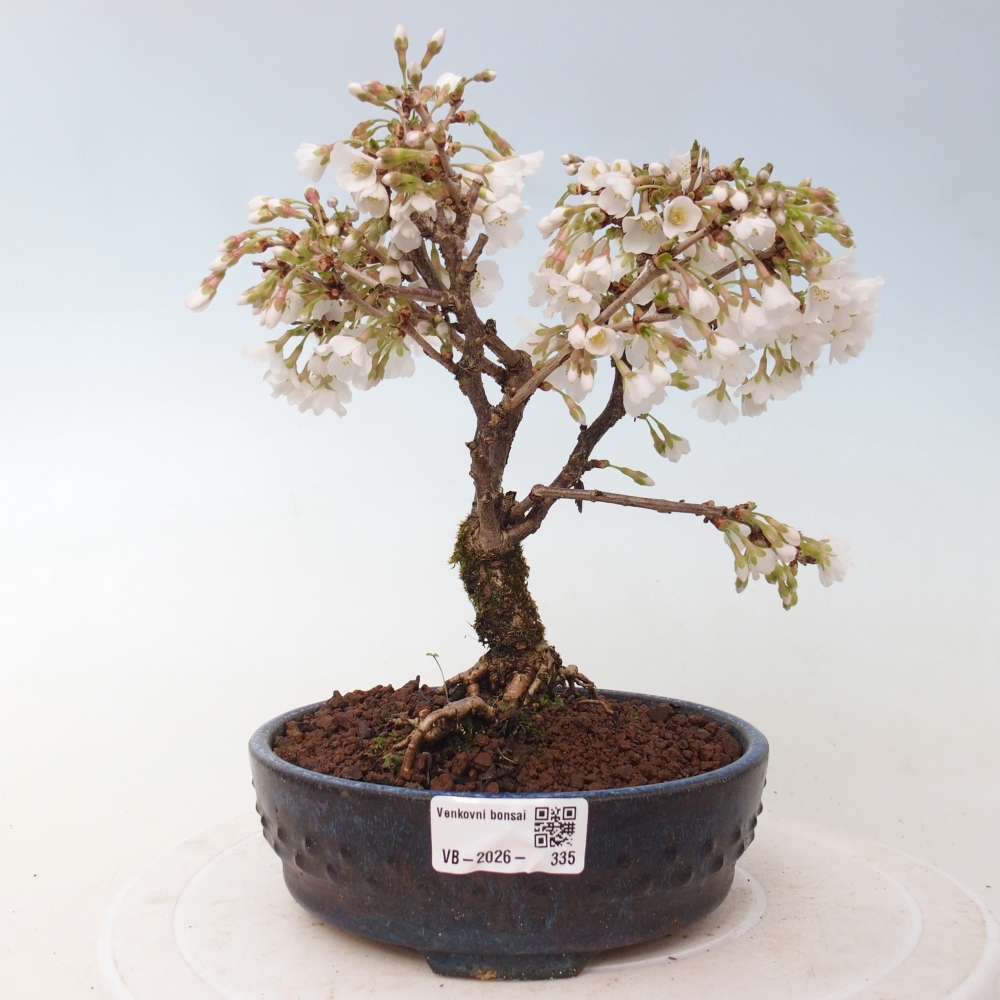 Bonsai für draußen - Prunus incisa Kojou-no mai-Plivon ausgeschnitten