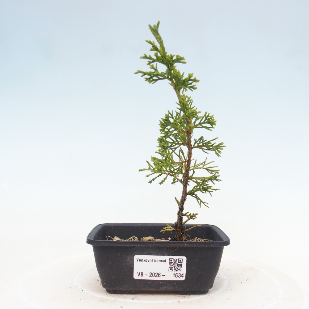 Bonsai für draußen - Juniperus chinensis Itoigawa