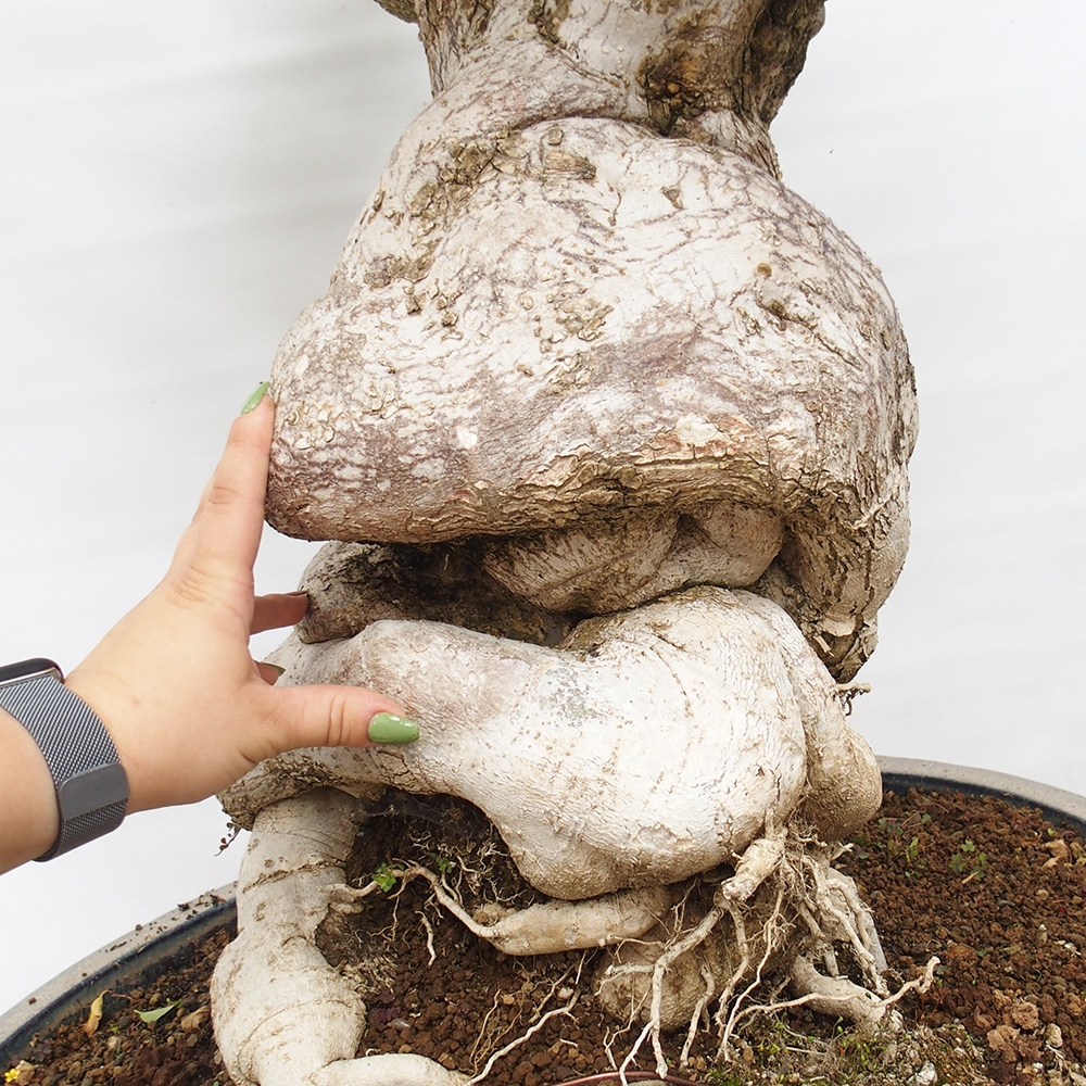 Zimmer Bonsai - Bouganwilea