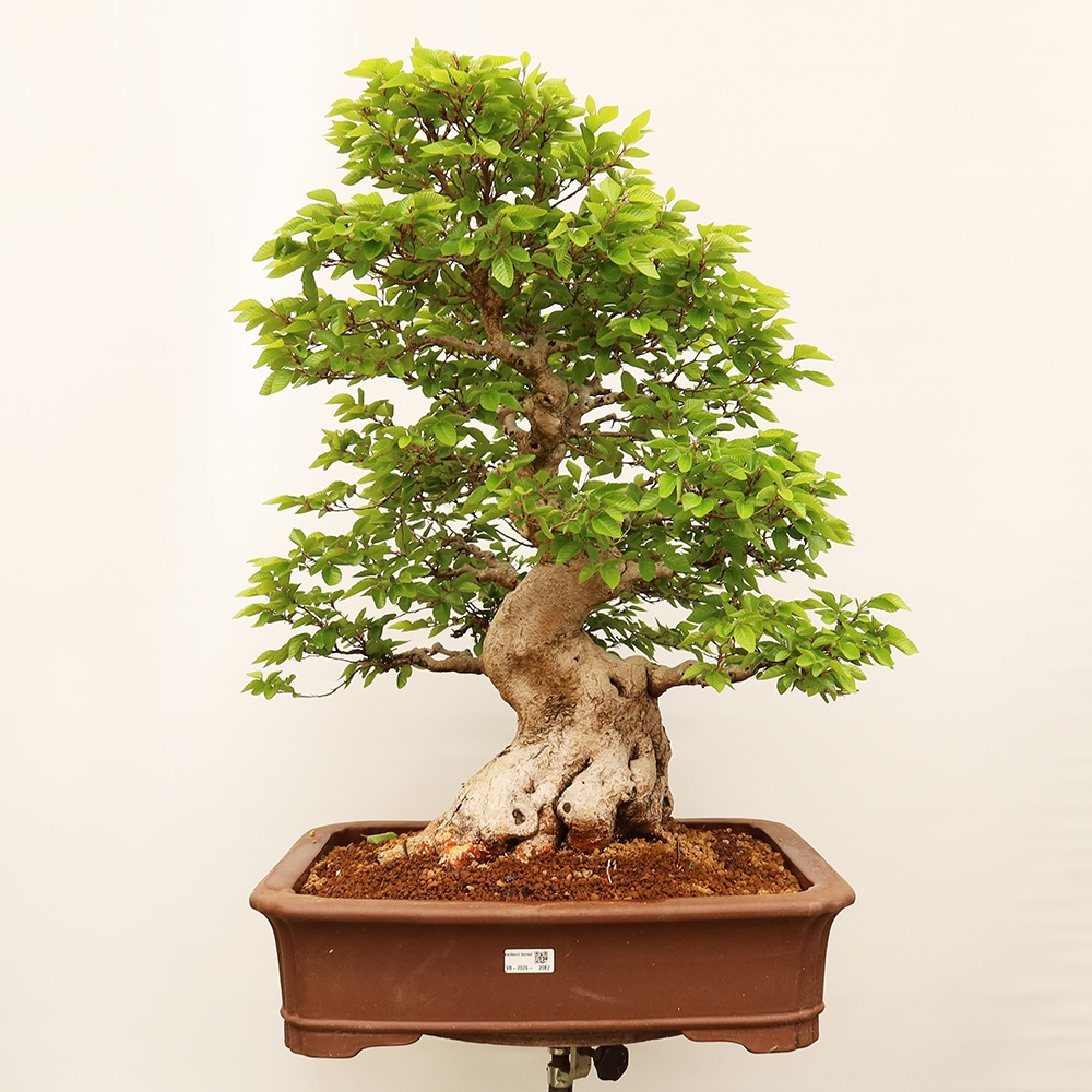 Bonsai für draußen - Karpinus Coreana - Koreanische Hainbuche