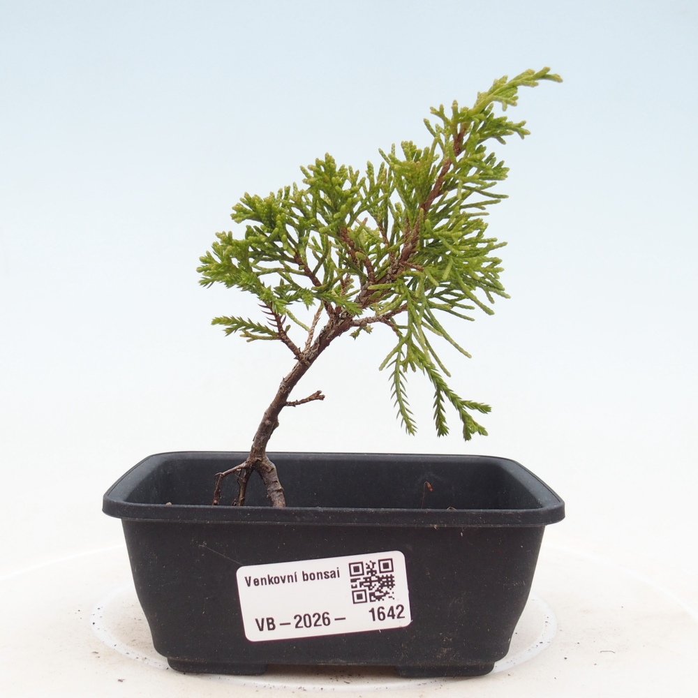 Bonsai für draußen - Juniperus chinensis Itoigawa