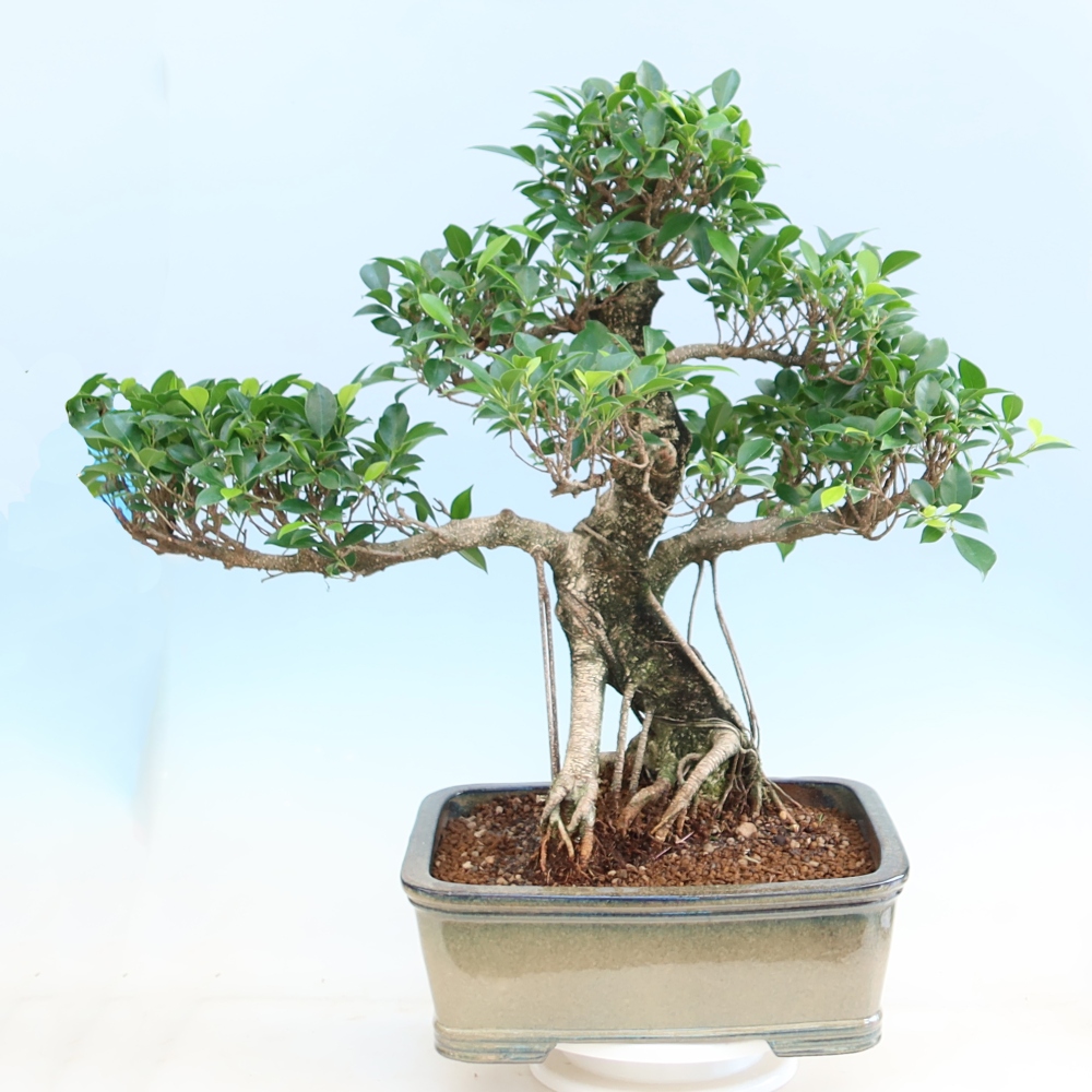 Zimmerbonsai - Ficus kimmen - Kleinblättriger Ficus