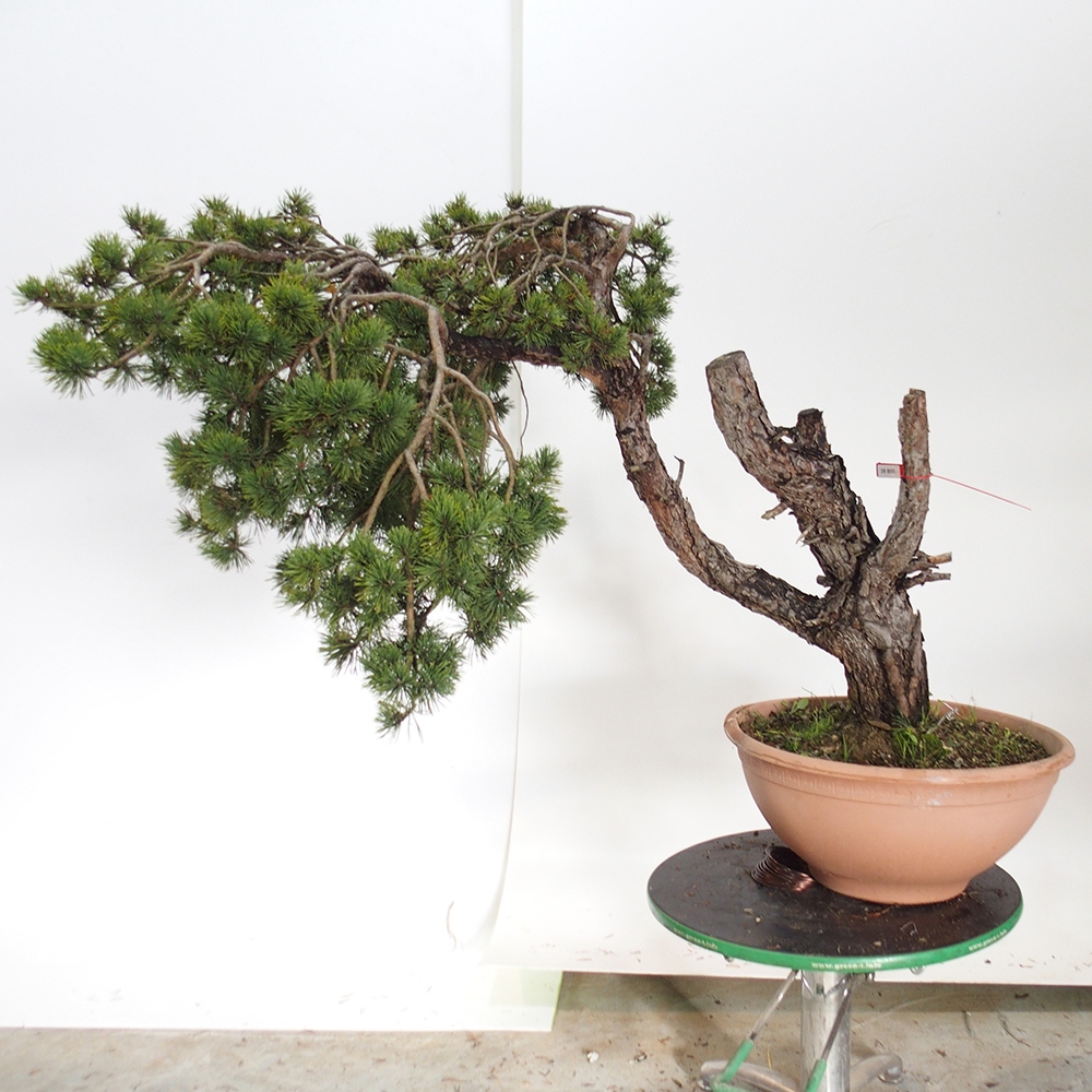 Yamadori - Pinus sylvestris Spanien