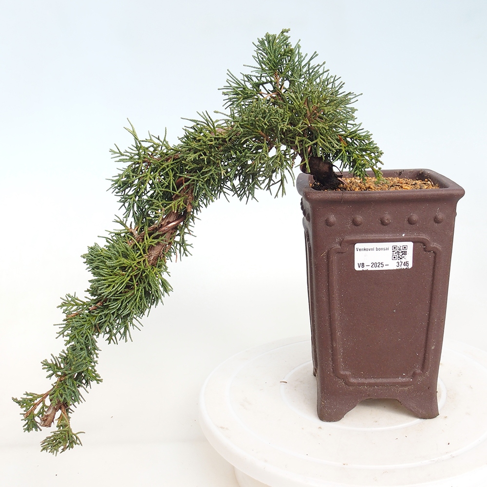 Bonsai für draußen - Juniperus chinensis Kishu