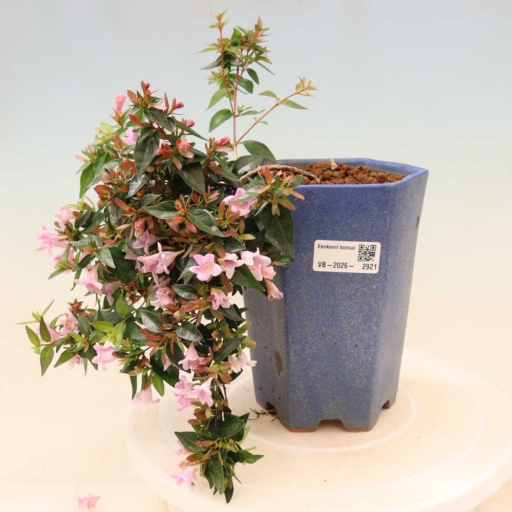 Bonsai für den Außenbereich – Abelia Edward Goucher – Großblumige Abelia