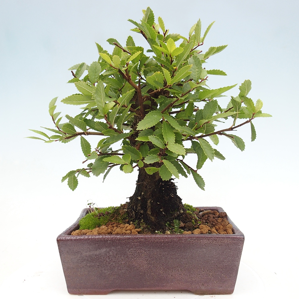 Bonsai für draußen - Zelkova - Zelkova NIRE