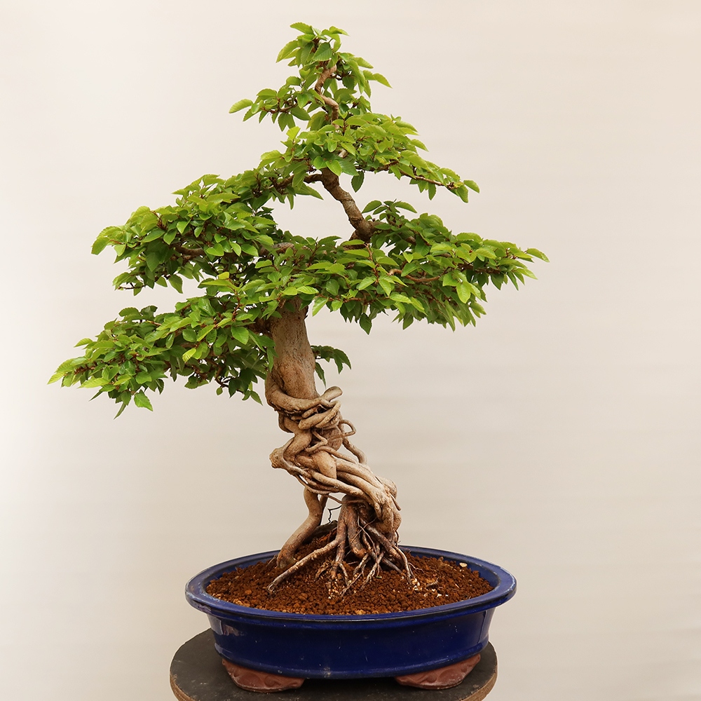 Bonsai für draußen - Karpinus Coreana - Koreanische Hainbuche