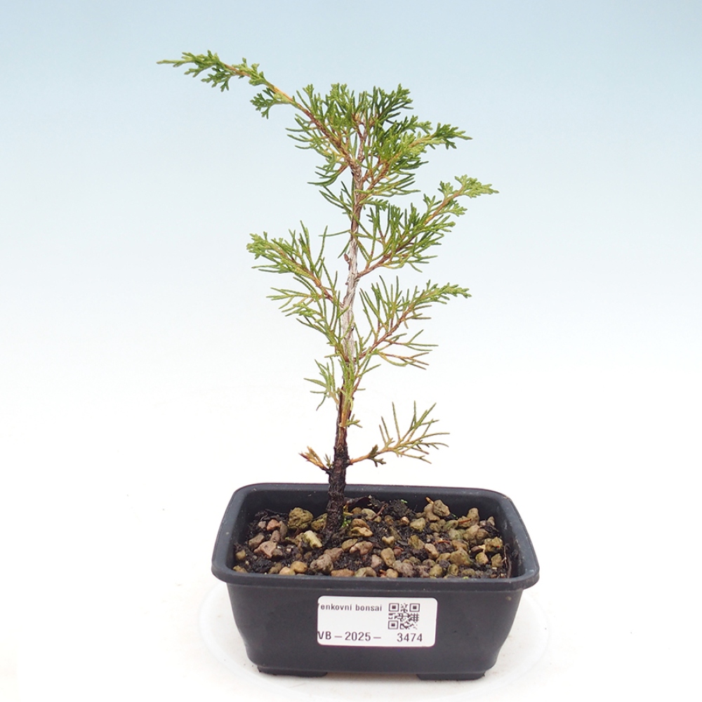 Bonsai für draußen - Juniperus chinensis Itoigawa