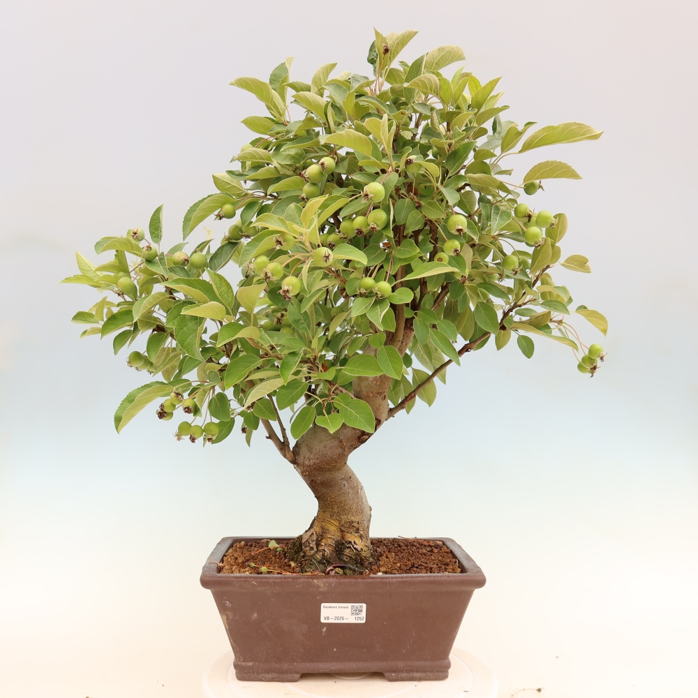 Outdoor-Bonsai -Malus halliana - Kleinfrüchtiger Apfelbaum
