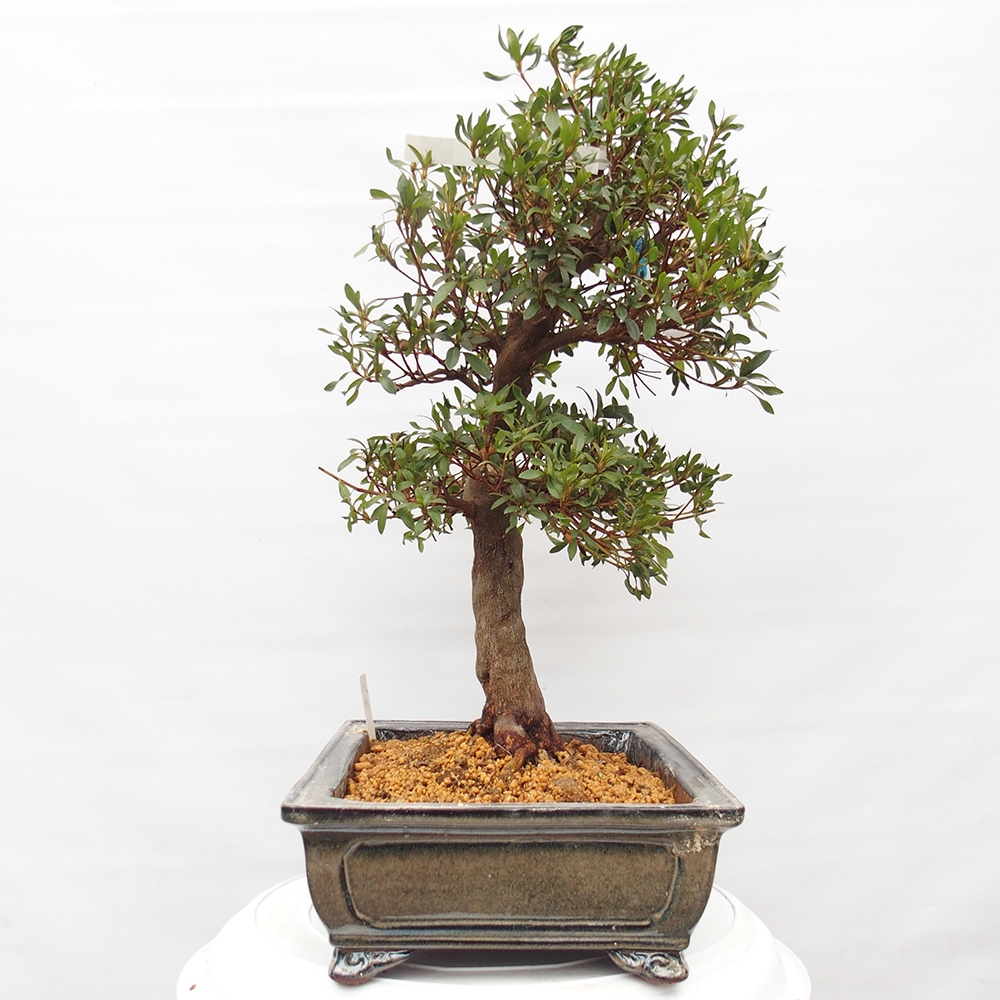 Bonsai für draußen - Japanische Azalee - Azalee CHIHIRO