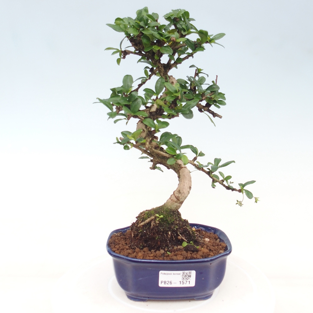 Zimmer-Bonsai - Carmona macrophylla - Tee-Fuki