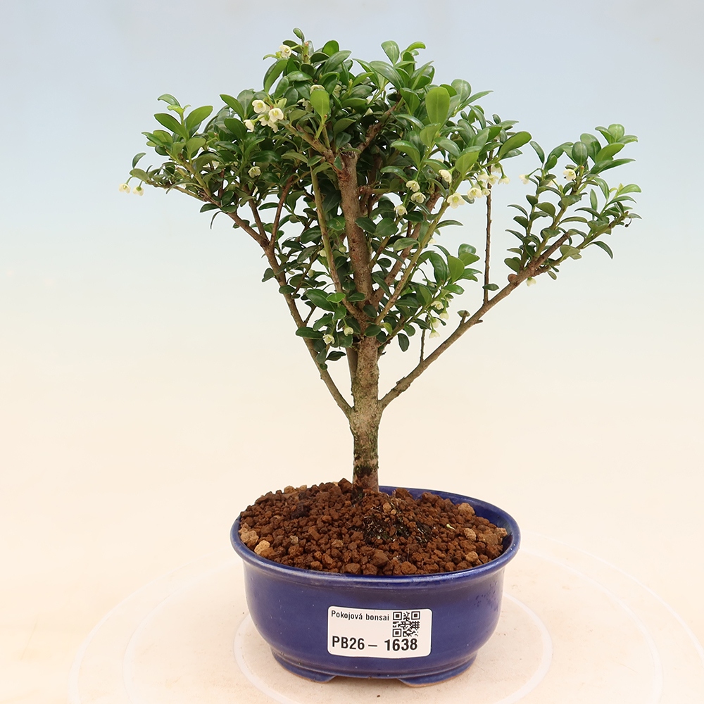 Zimmer Bonsai - Ilex crenata - Stechpalme