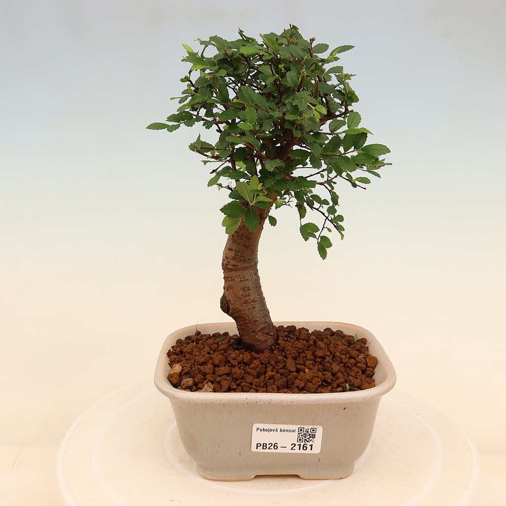 Zimmerbonsai - Ulmus parvifolia - Kleinblättrige Ulme