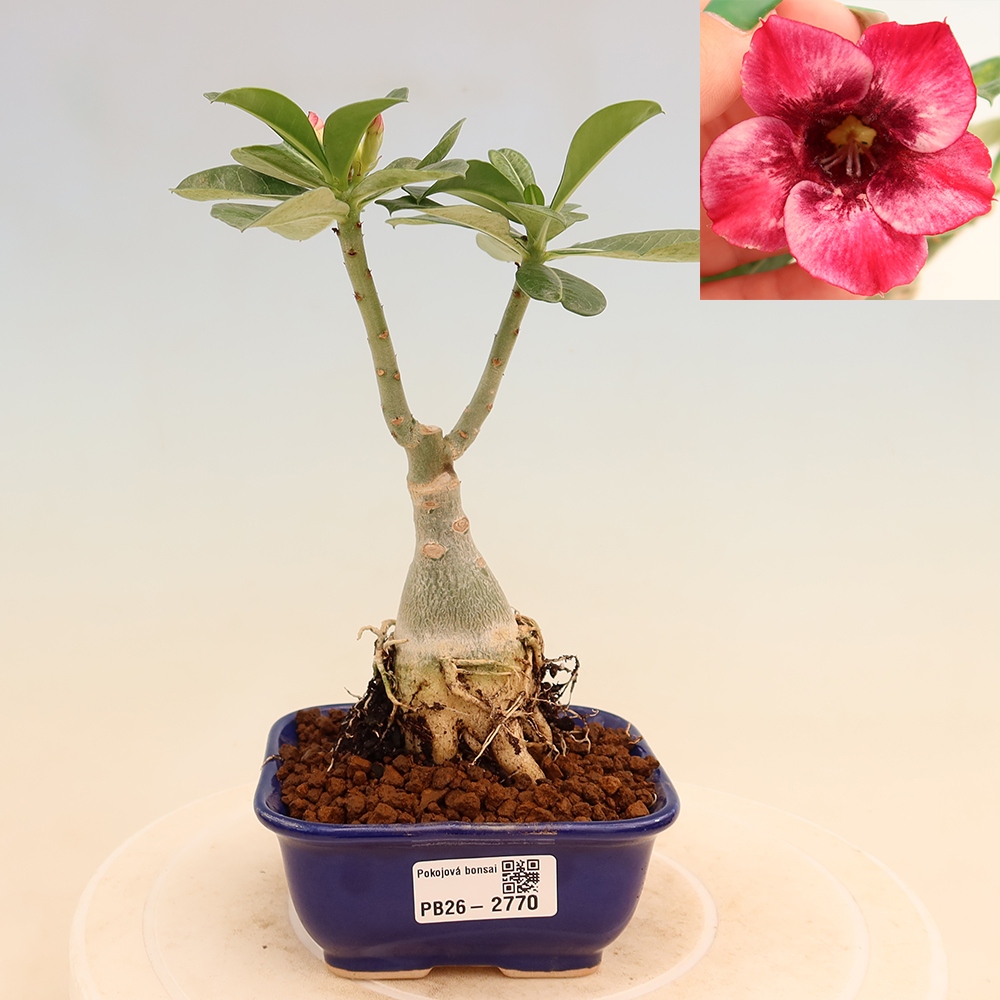 Zimmerbonsai – Adenium obesum, veredelt, Sorte „Mumbai Pink Diamond“ – Wüstenrose
