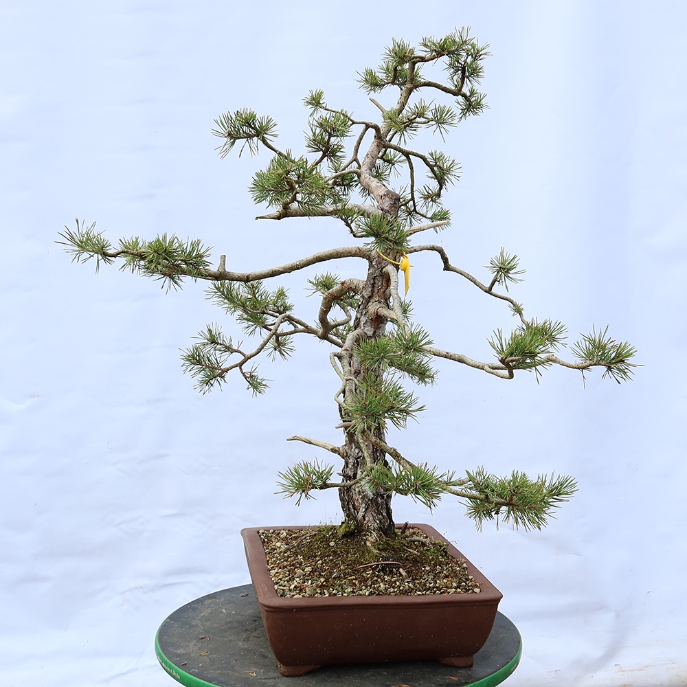Pinus sylvestris Spanien – Waldkiefer