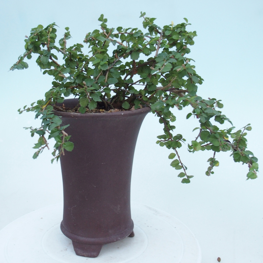 Zimmerbonsai - Grewia sp. - Grewia malafolia