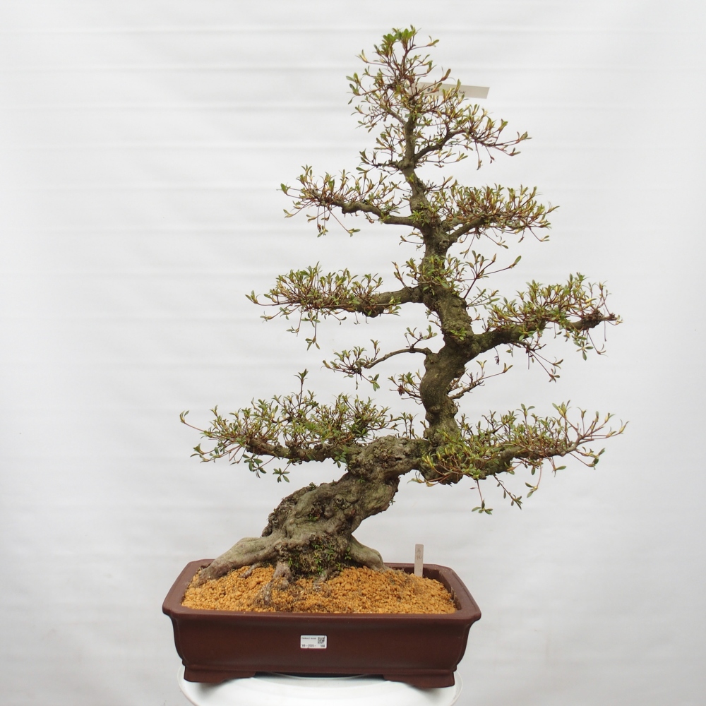Bonsai für draußen - Japanische Azalee - Azalee Hekinan-no-Tsuki