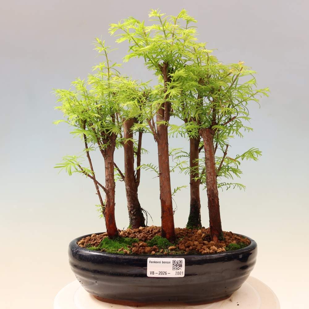 Bonsai für den Außenbereich – Metasequoia glyptostroboides – Chinesische Metasequoia – Wäldchen