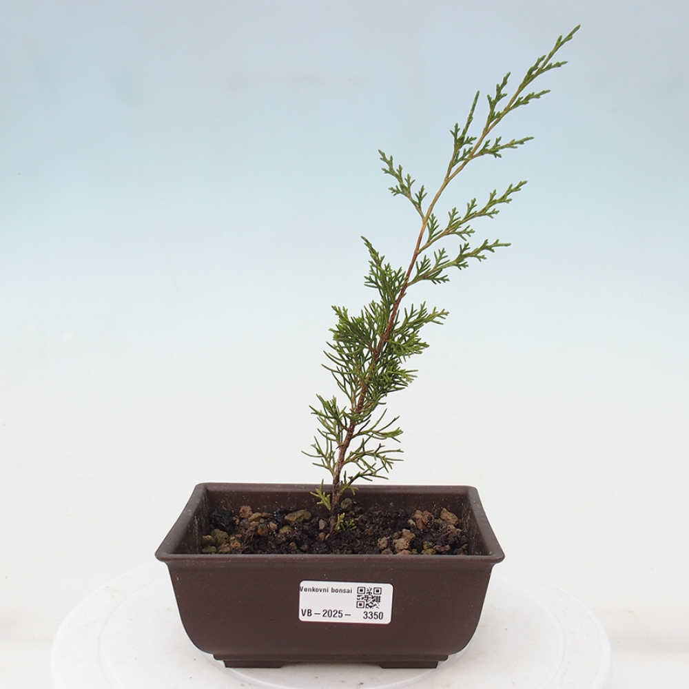 Bonsai für draußen - Juniperus chinensis Itoigawa