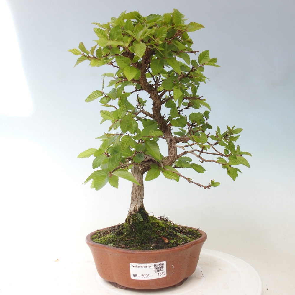 Bonsai für draußen -Carpinus CARPINOIDES - Koreanische Hainbuche