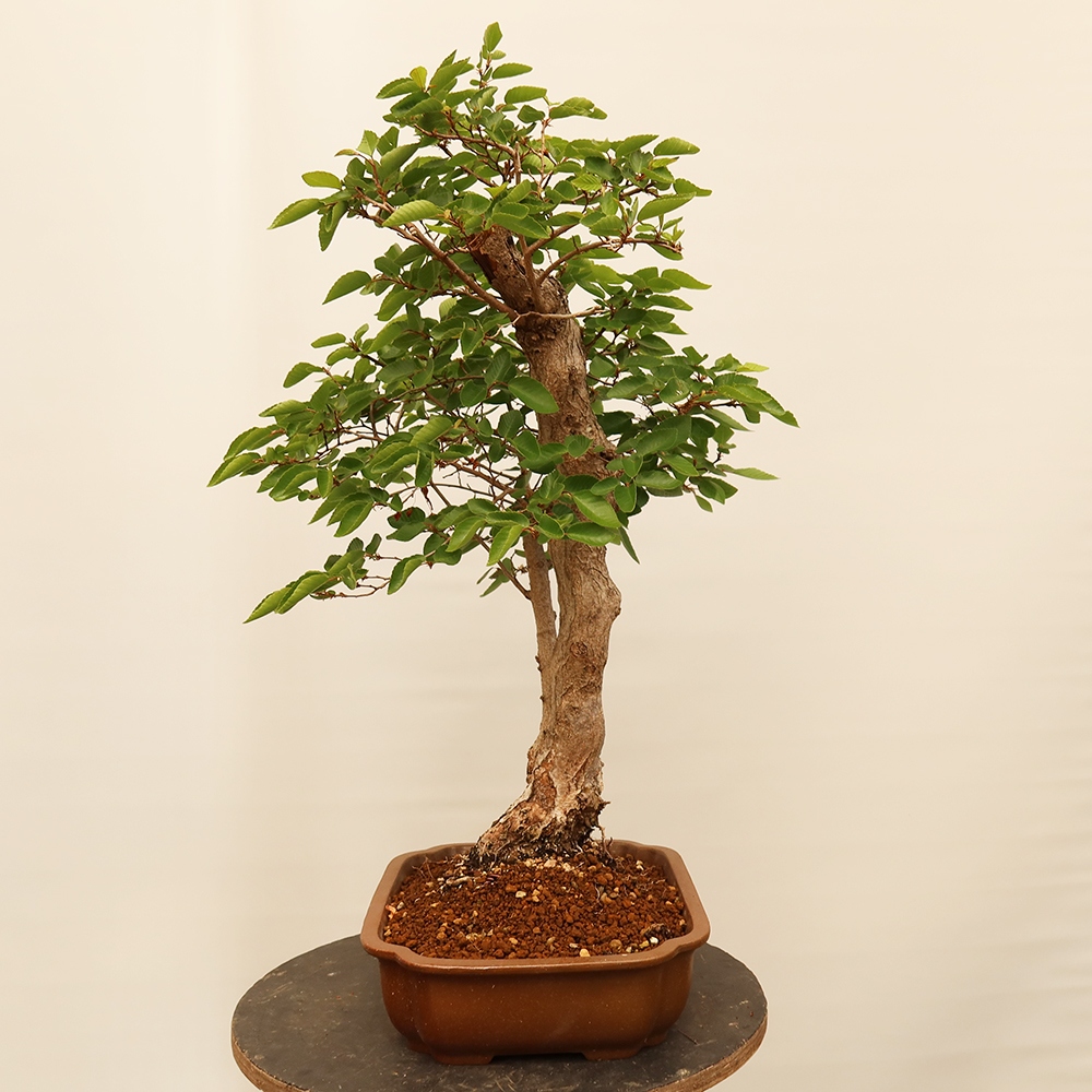 Bonsai für draußen - Karpinus Coreana - Koreanische Hainbuche