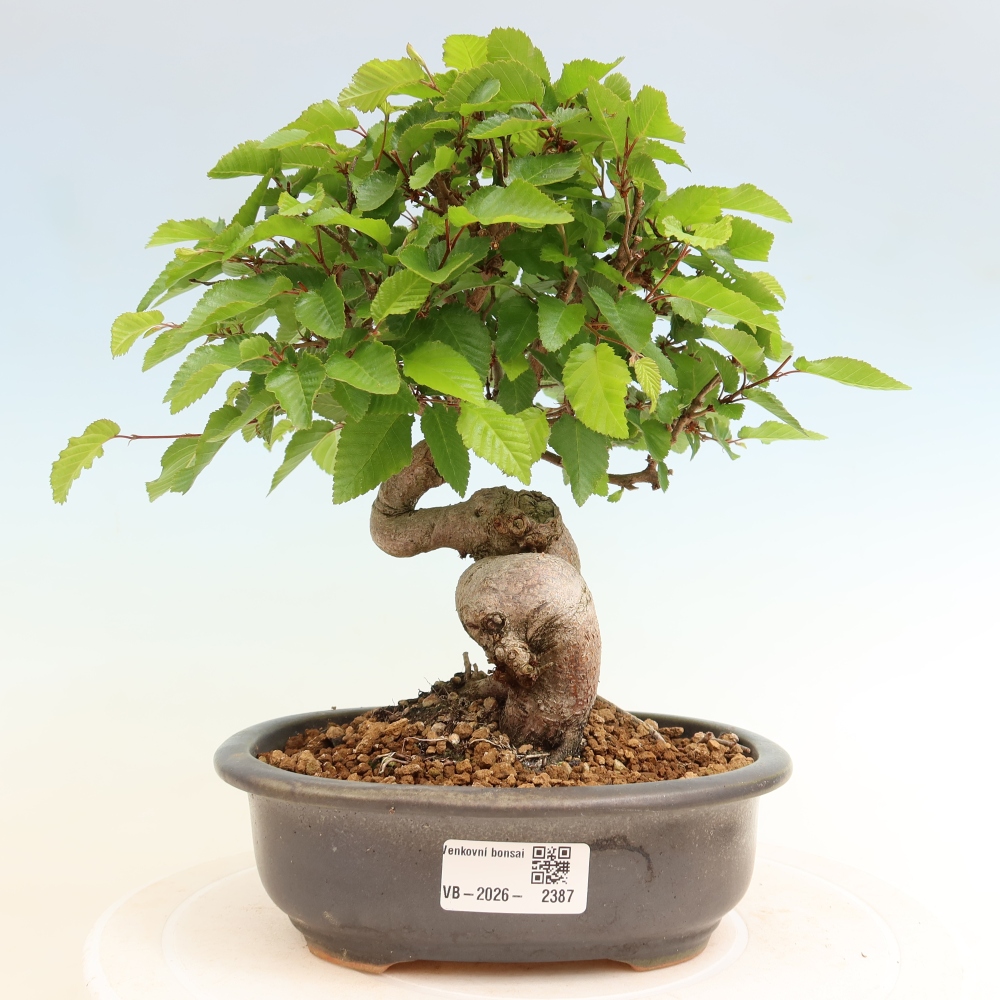 Bonsai für draußen - Karpinus Coreana - Koreanische Hainbuche