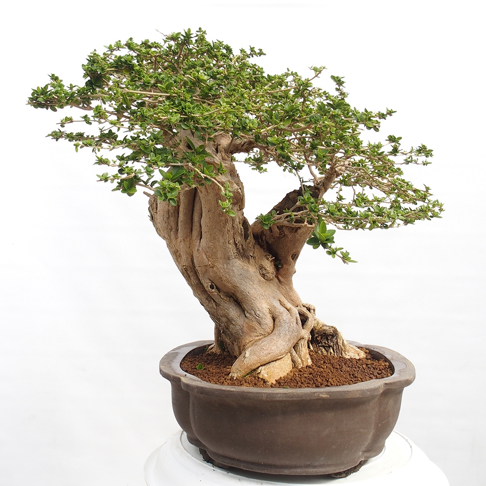 Zimmerbonsai - Premna serratifolia - Kozlovna malolista